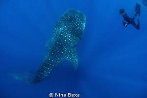 'Daniel and (gentle) Goliath'
Those who know me well, kn... by Nina Baxa 